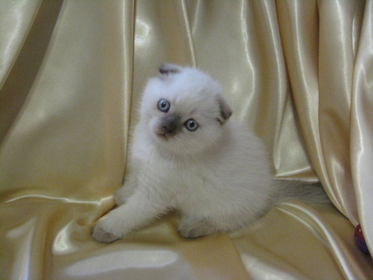 Сил поинт вислоухий