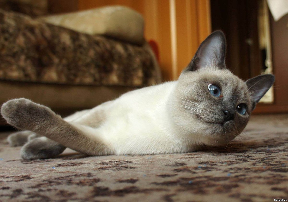 Тайский кот окрас