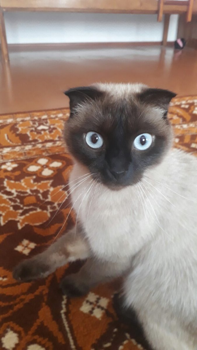 Шотландская вислоухая с сиамским котом