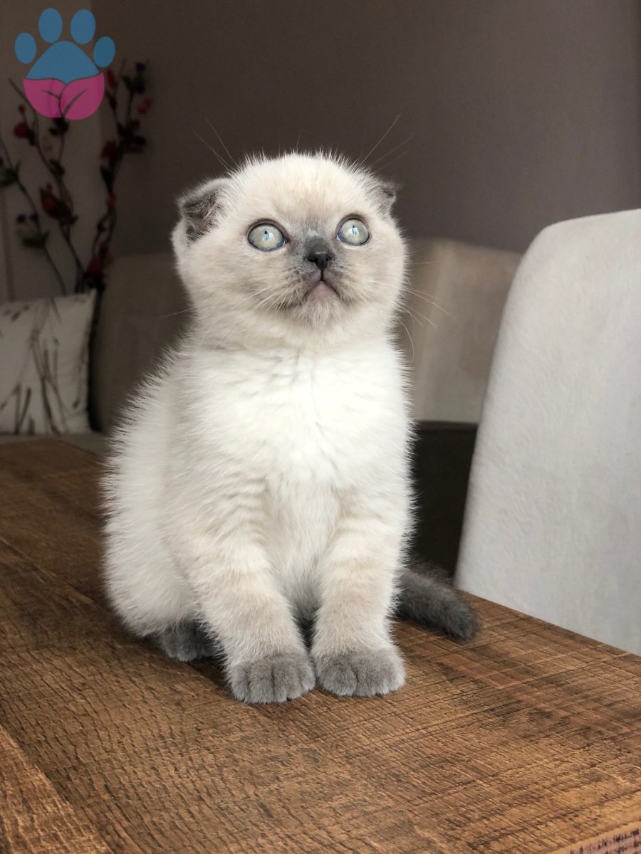 Шотландский вислоухий кот Блю Пойнт