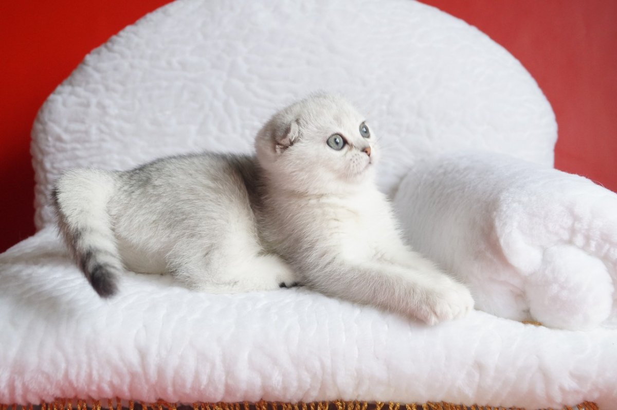 Тайские вислоухие котята