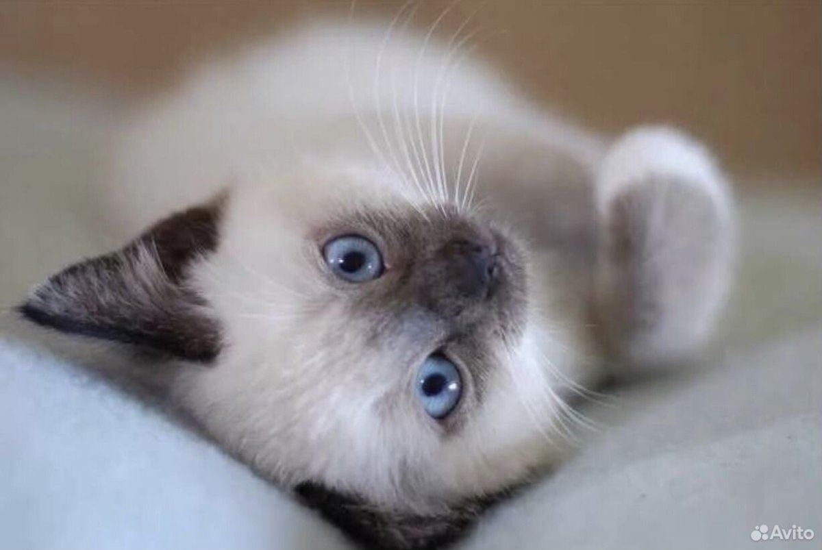 Сиамские котята