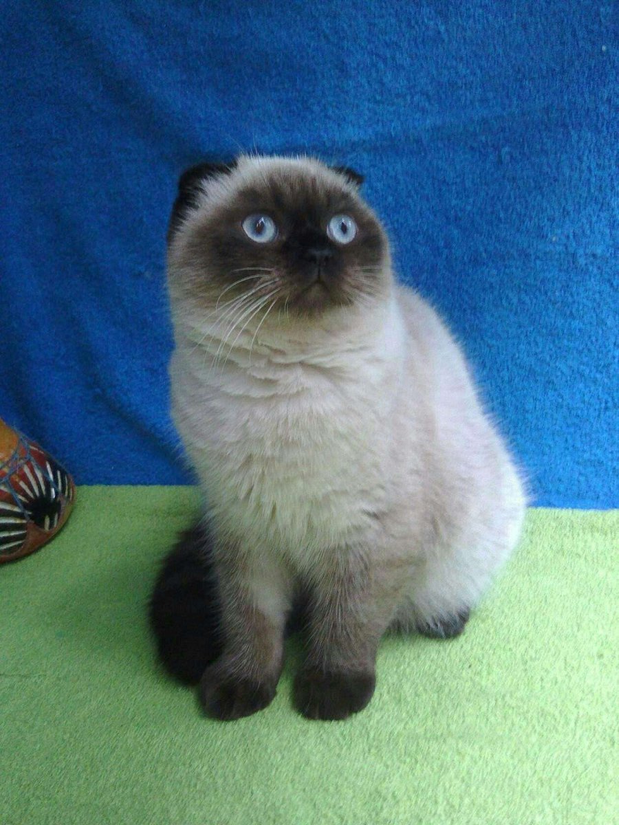 Шотландская вислоухая колор Пойнт