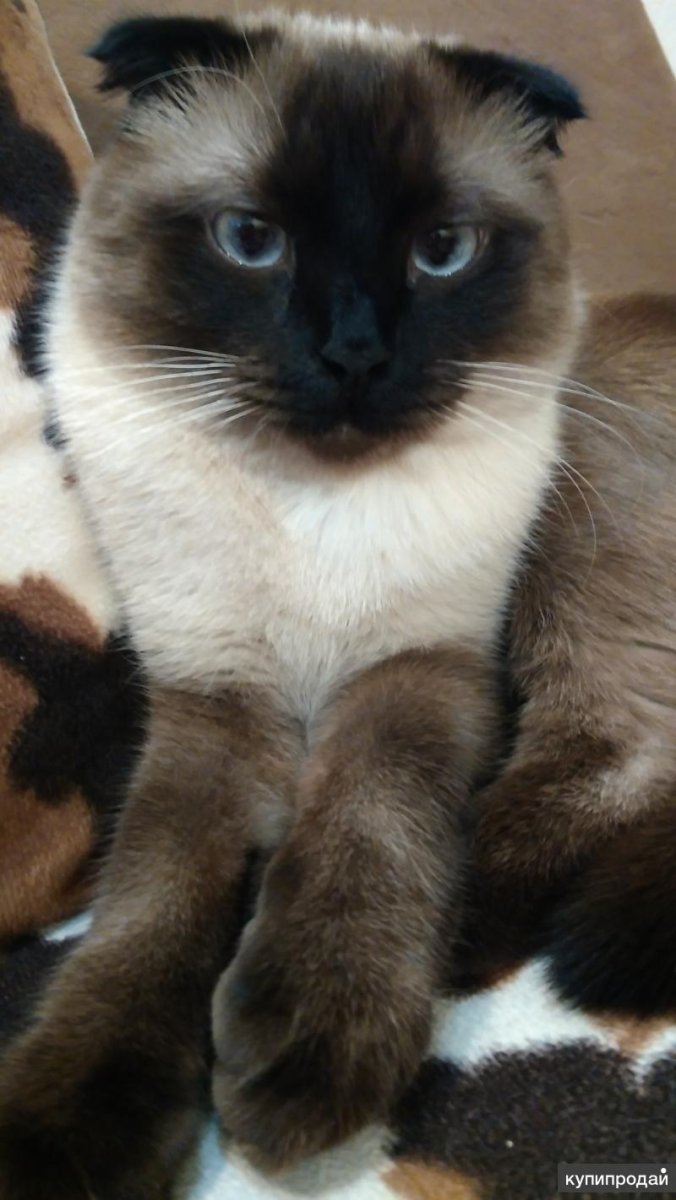 Сиамская вислоухая кошка