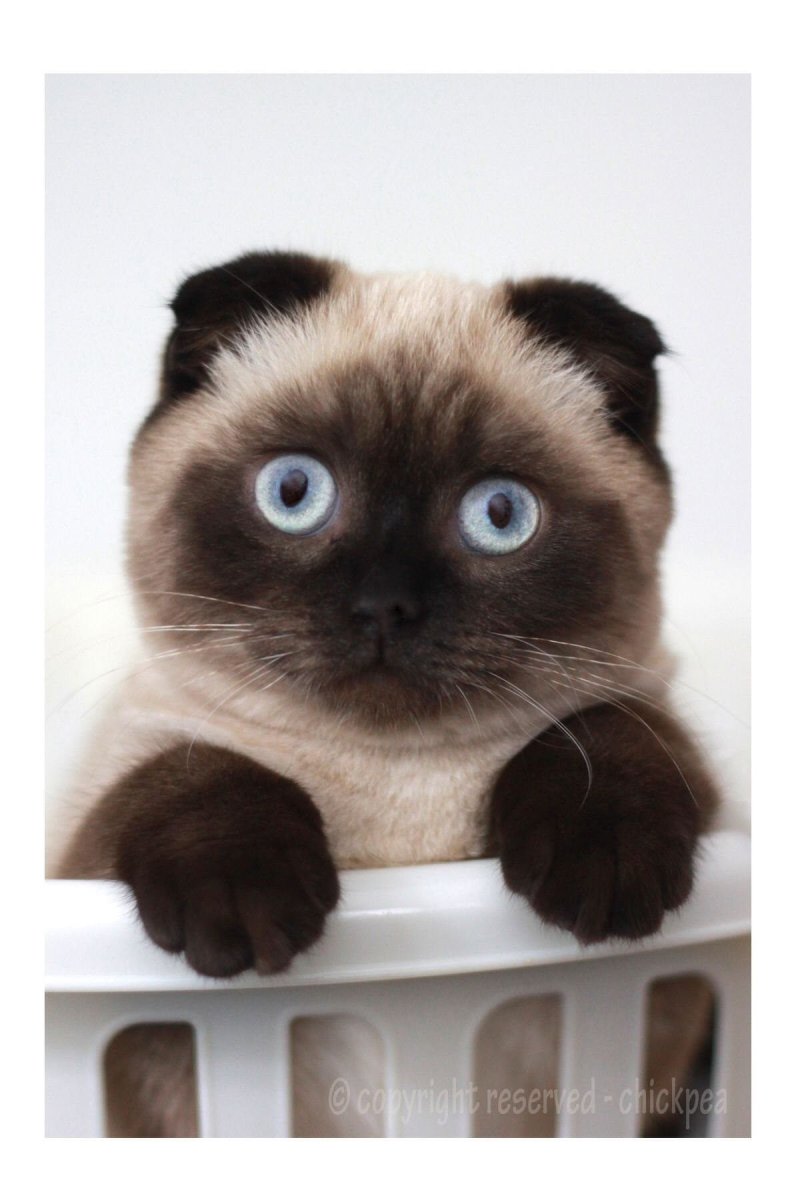 Шотландская вислоухая Сиамская кошка