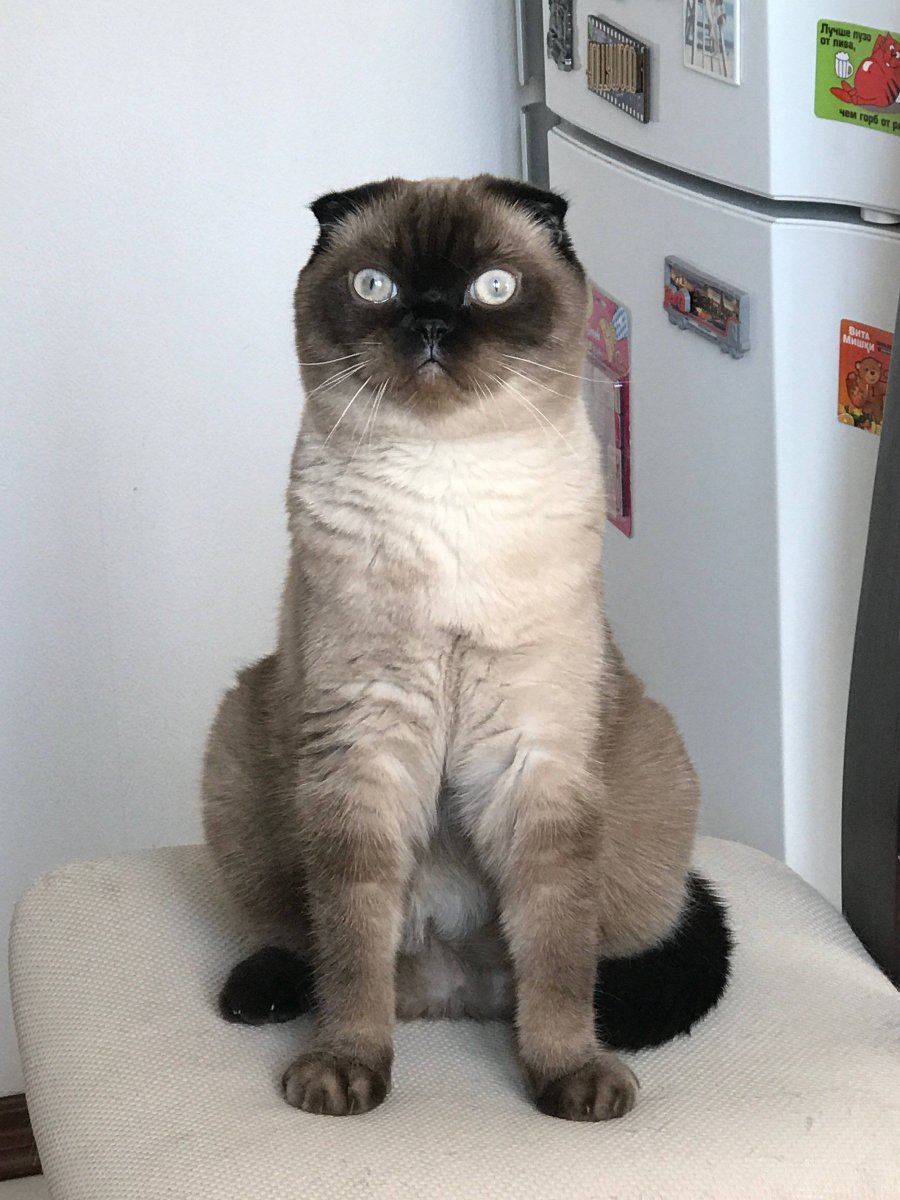 Сиамская вислоухая кошка