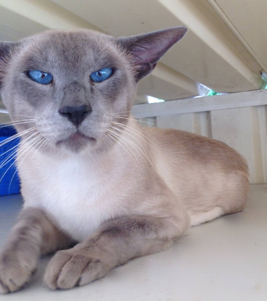 Сиамская кошка Блю-Пойнт