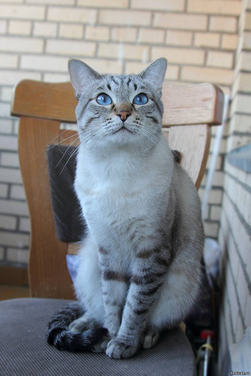 Тайский кот