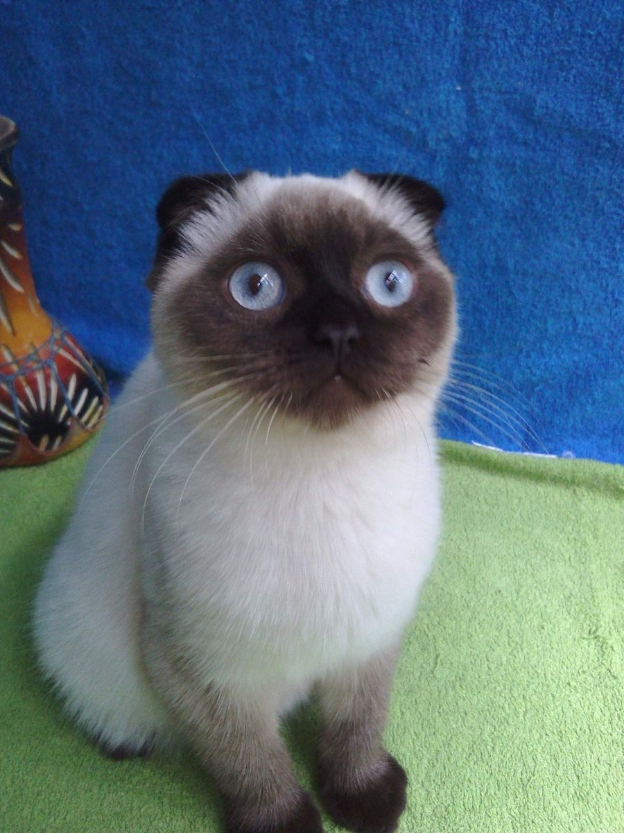 Шотландская вислоухая Сиамская кошка