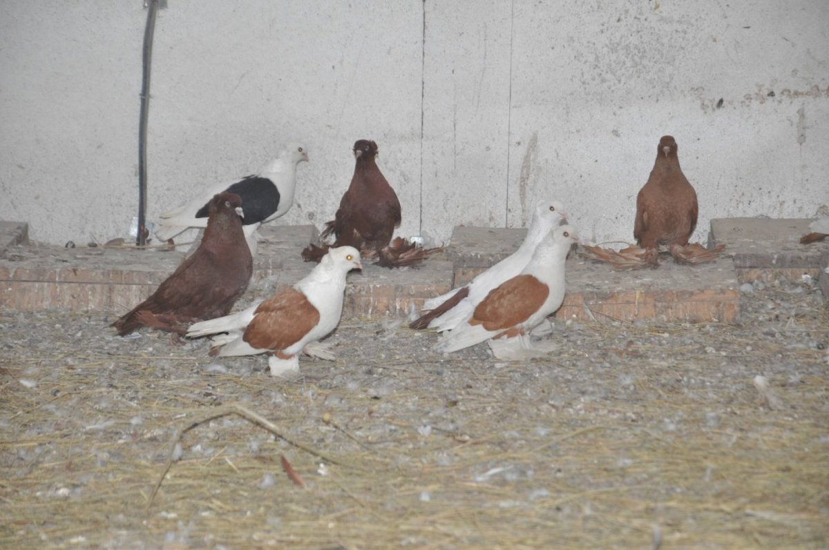 Сирийская Тракия голуби