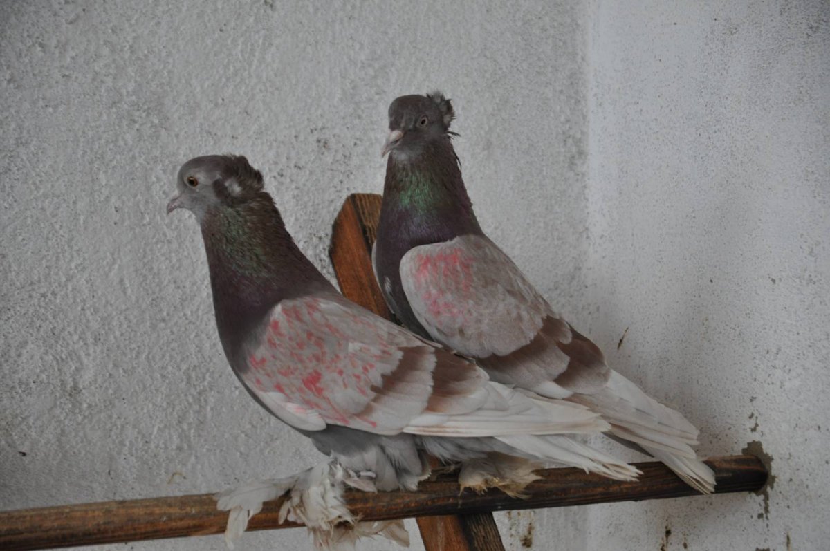 Ленинаканские голуби стандарт