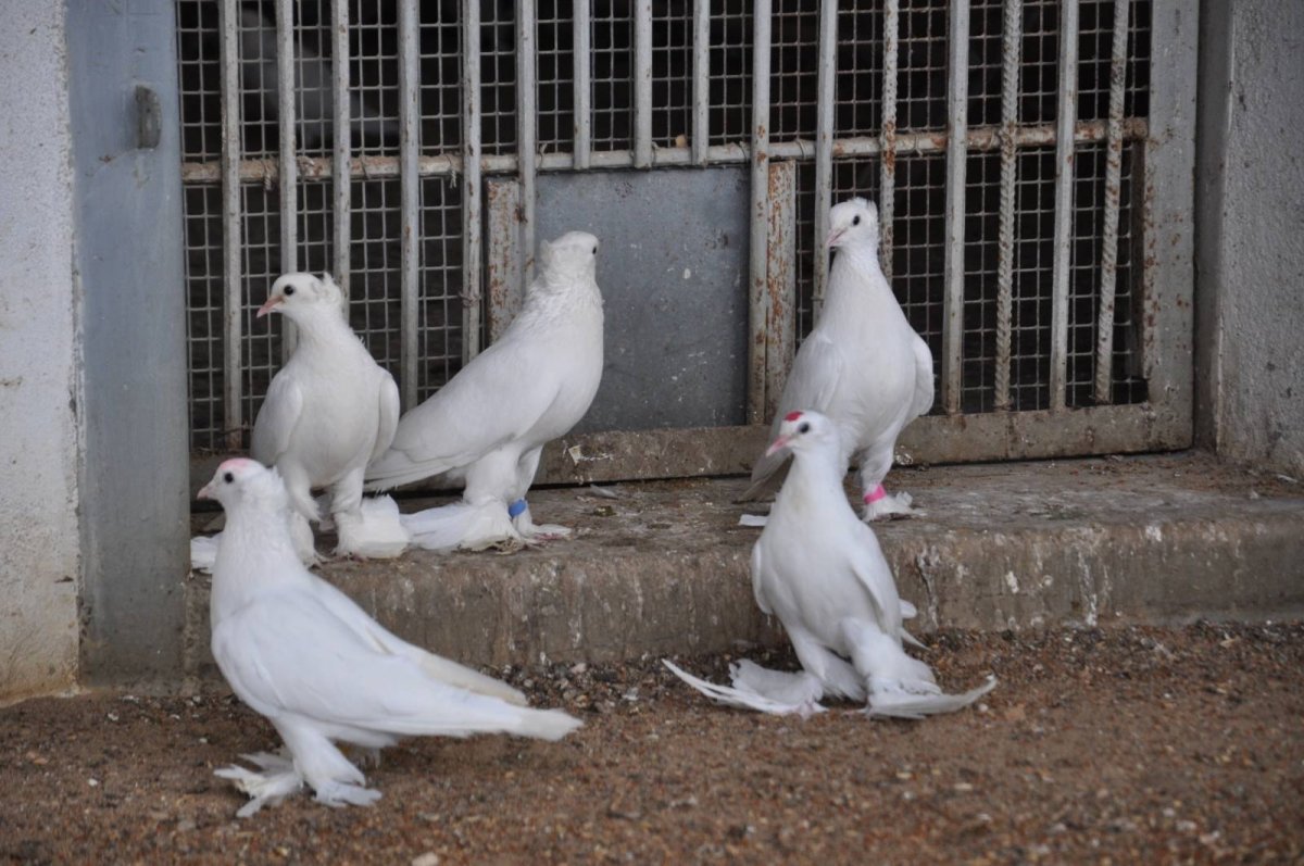 Голуби Киргизии бойные