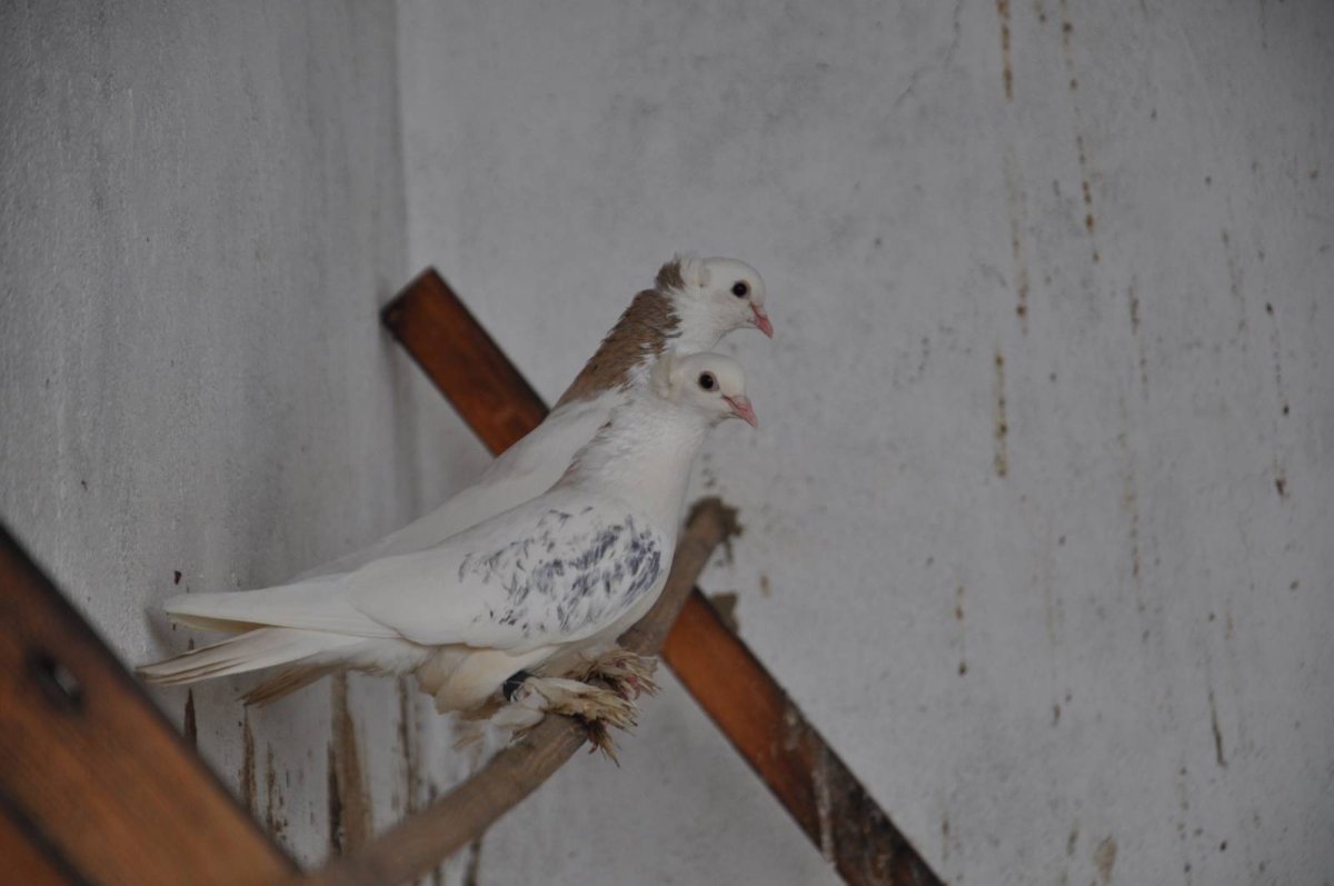 Польская Рысь голуби