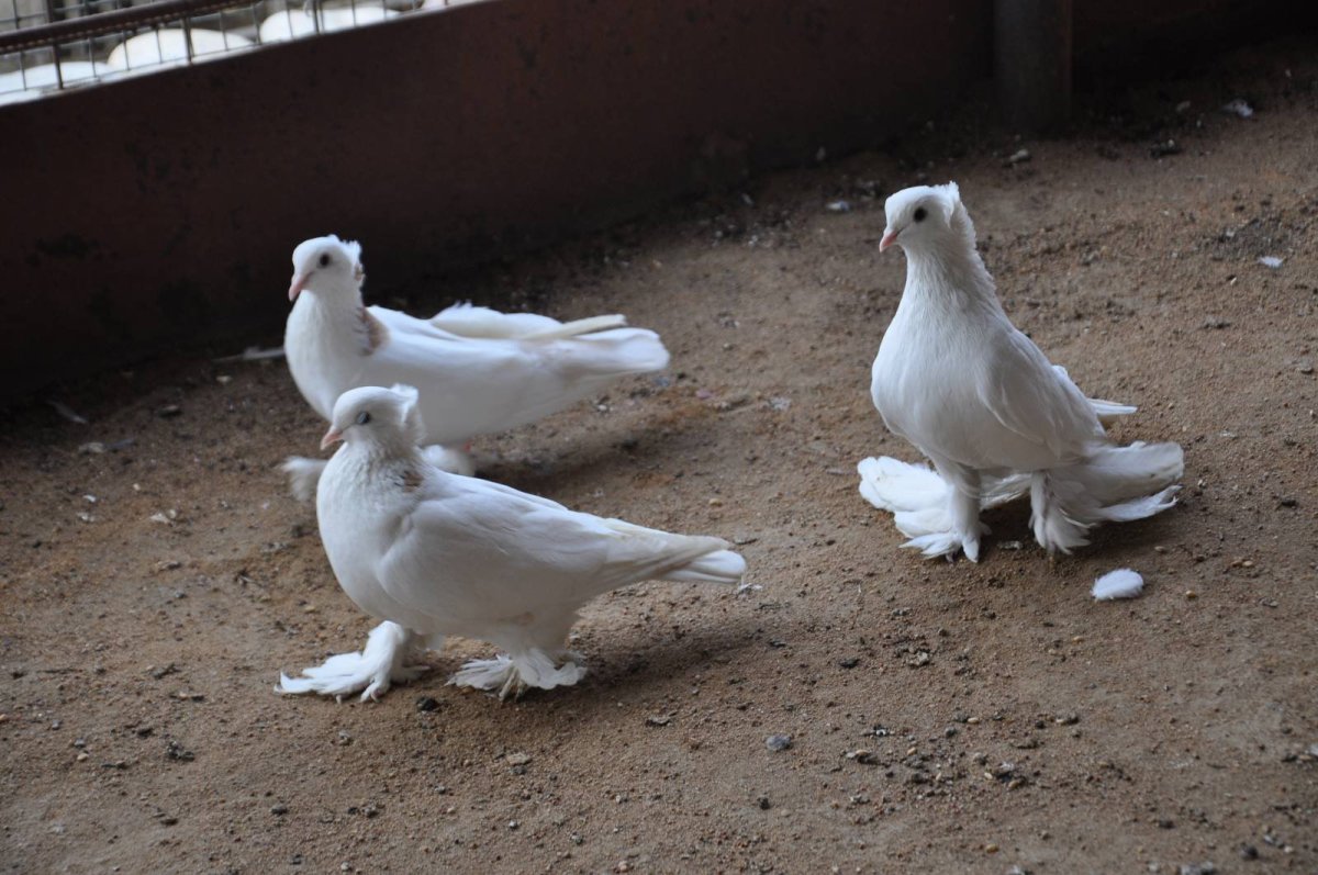 Ленинаканские голуби стандарт
