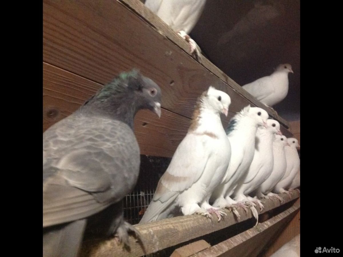 Голуби ленинаканские бойные