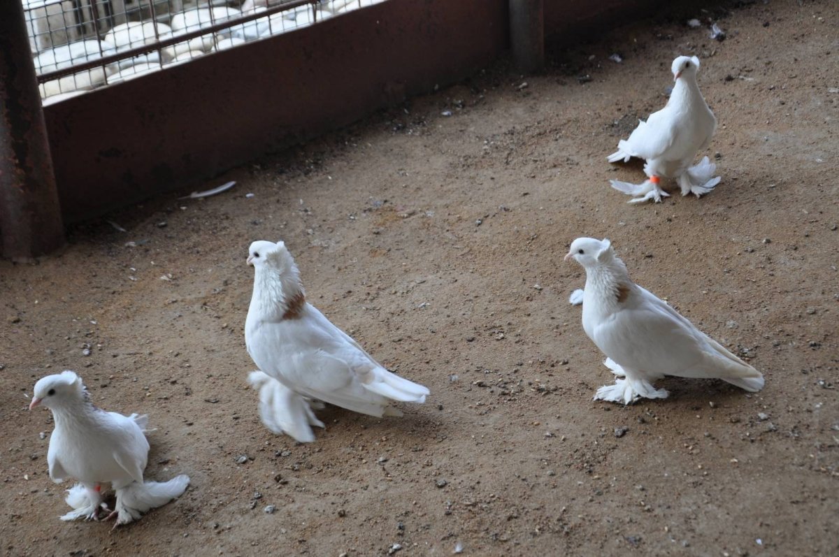 Голуби агасиевская шейка