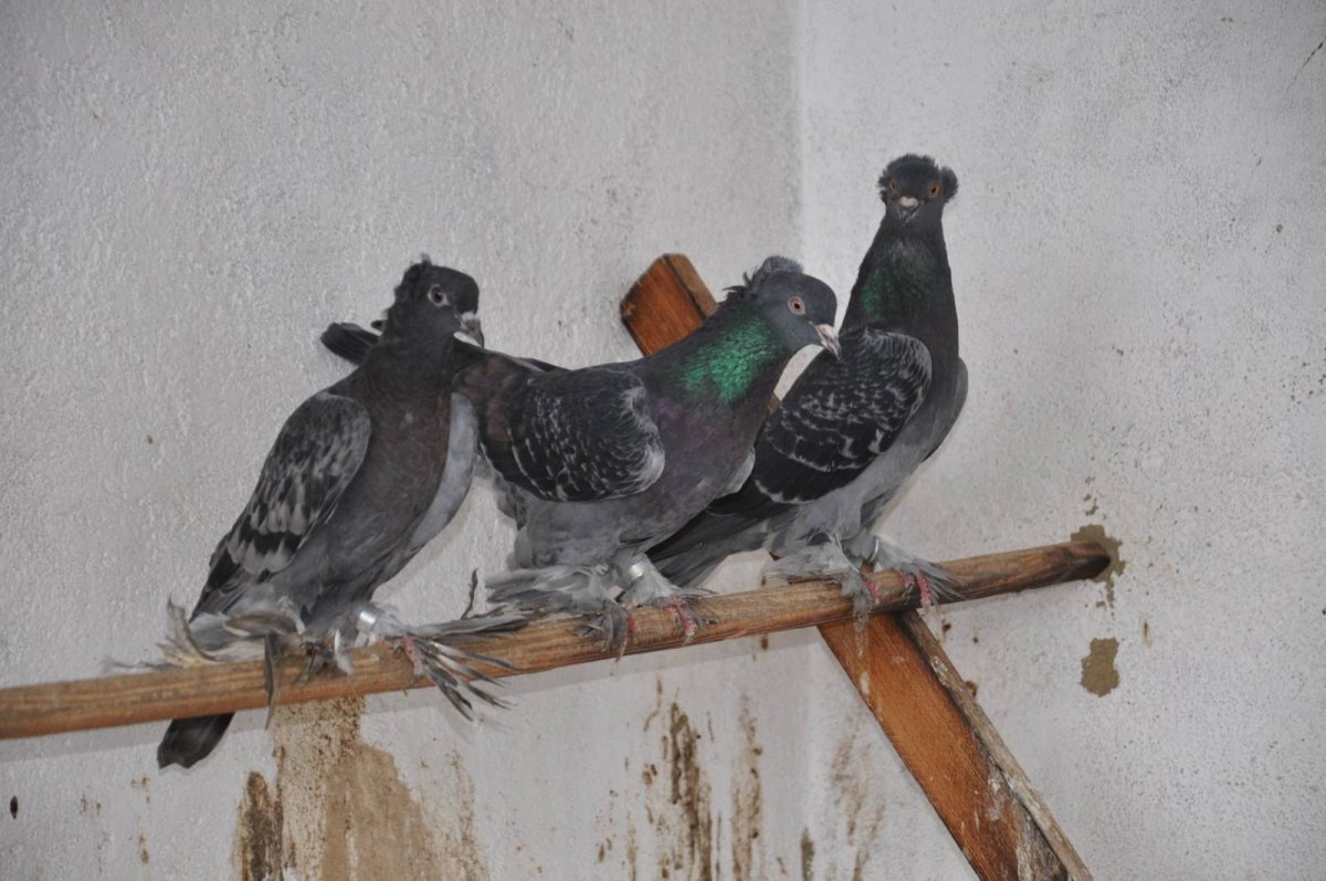 Афганские бойные голуби