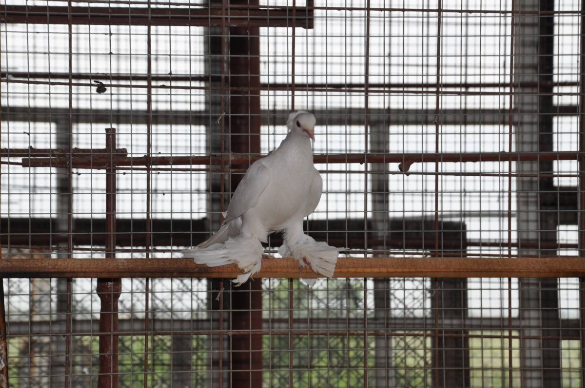 Голуби ленинаканские бойные