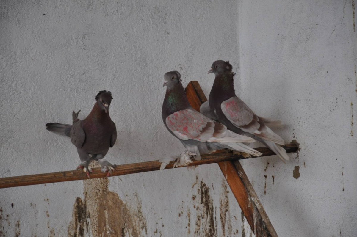 Польская Рысь голуби