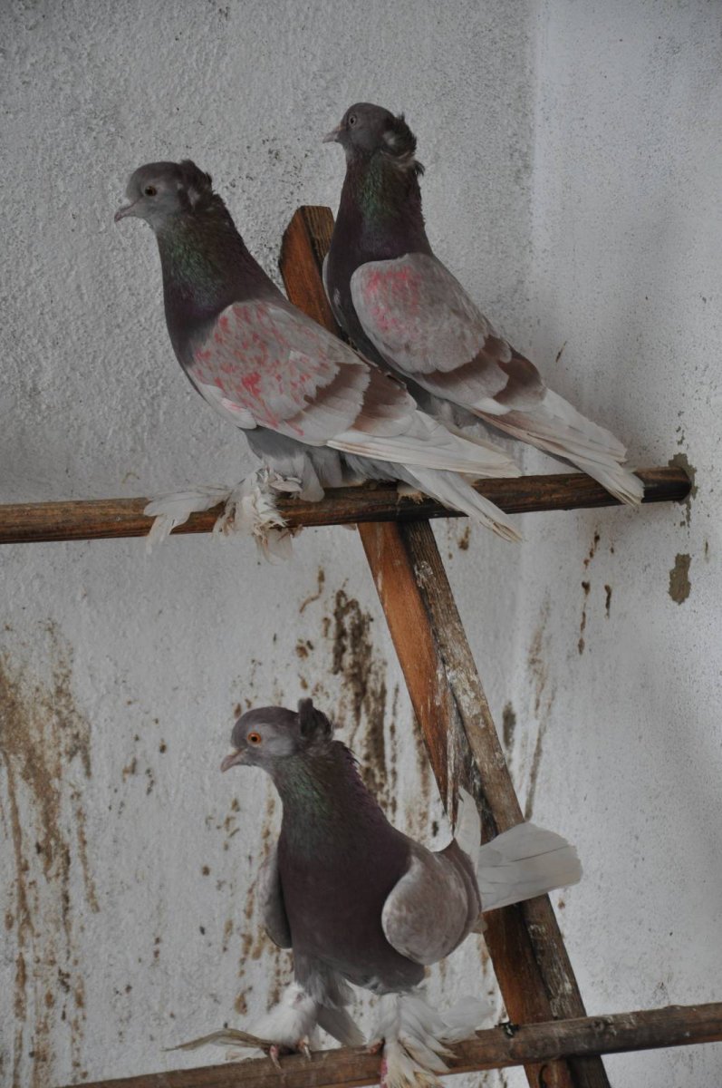 Высоколетные чебаркульские голуби