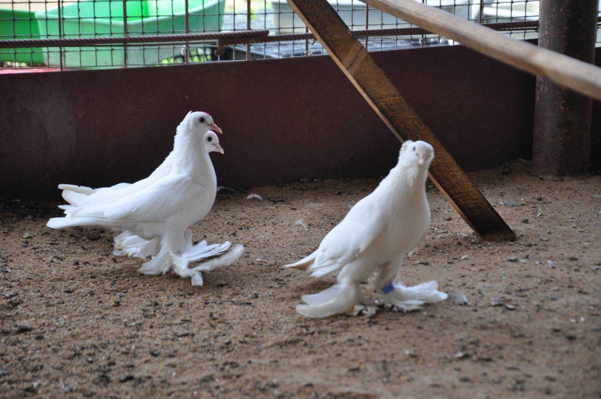 Голуби ленинаканские бойные