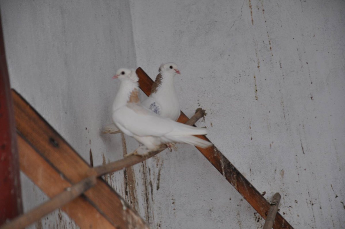 Ленинаканские голуби стандарт