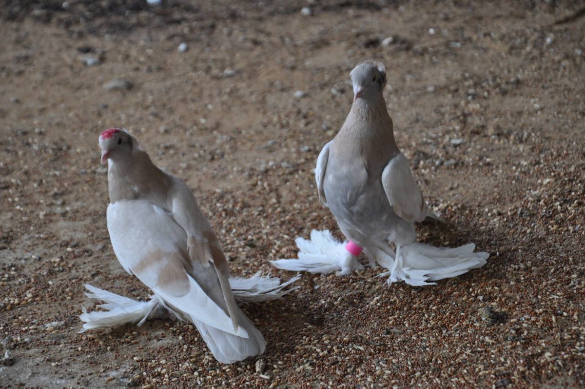 Голуби Агасиевские бойные