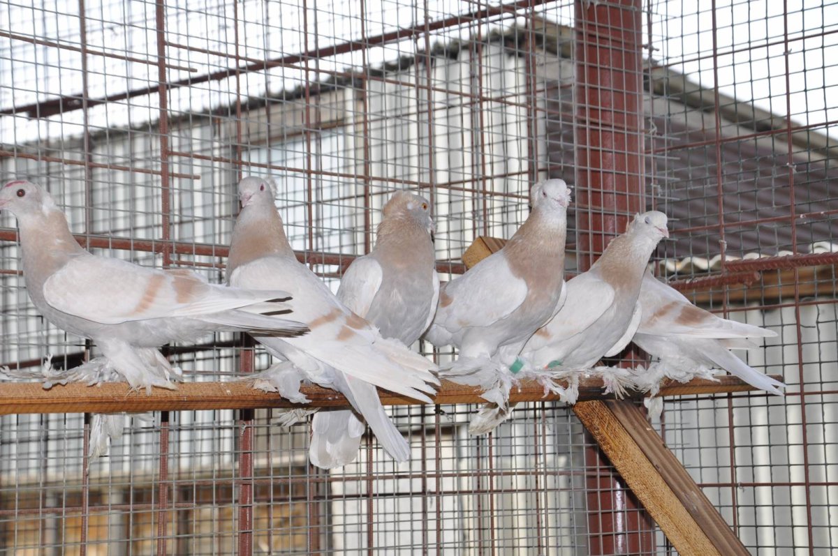 Голуби желтоголовые бойные