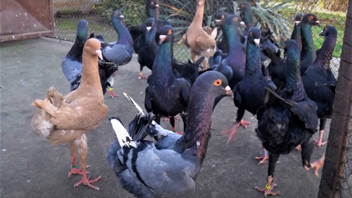 Бройлерные голуби
