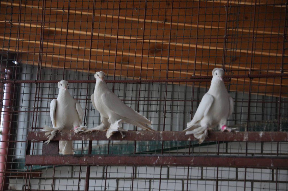 Агасиевские голуби порода