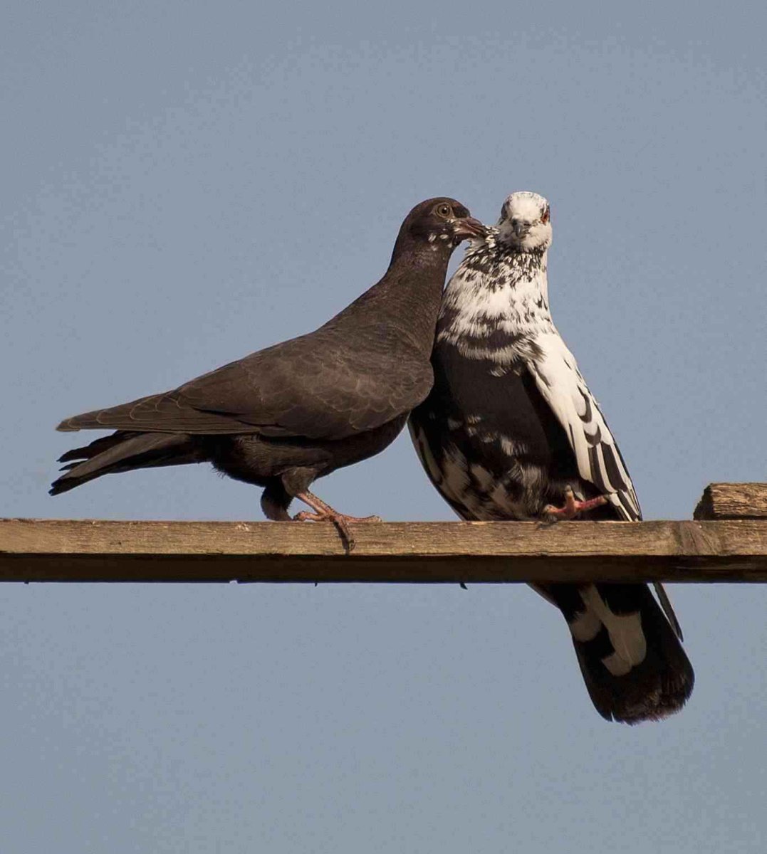 Агасиевские голуби