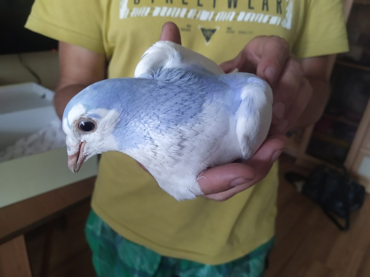 Стоячие голуби окольцованные