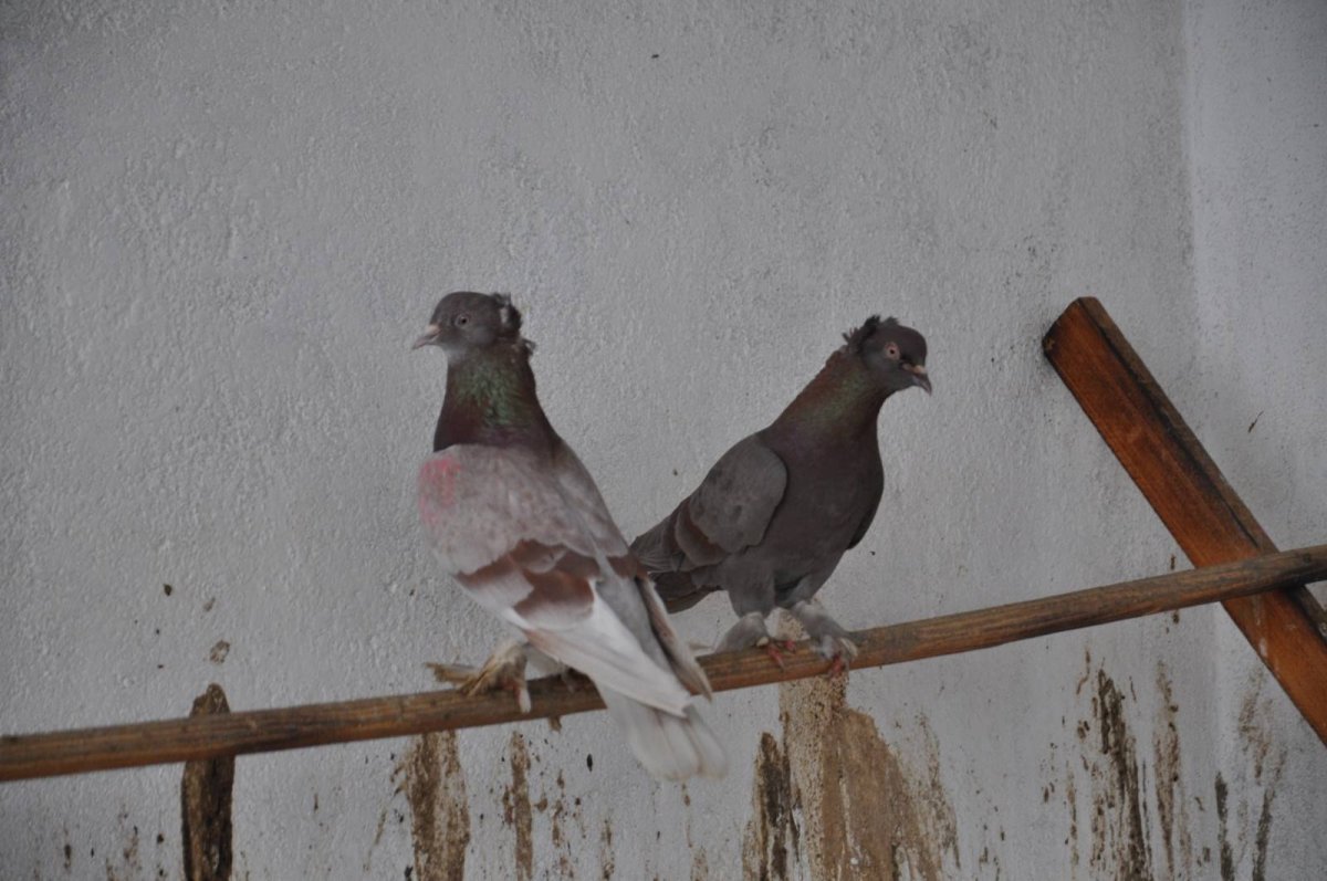 Голуби агасиевская шейка