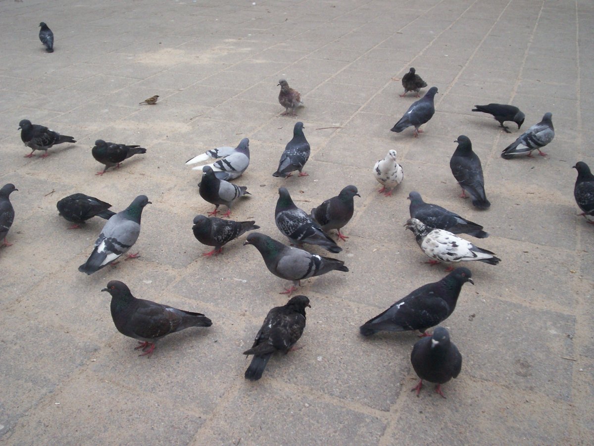Голуби на тротуаре
