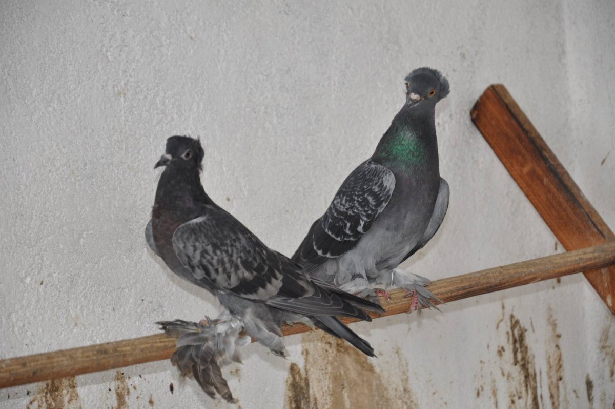 Таджикские голуби Черноклювые