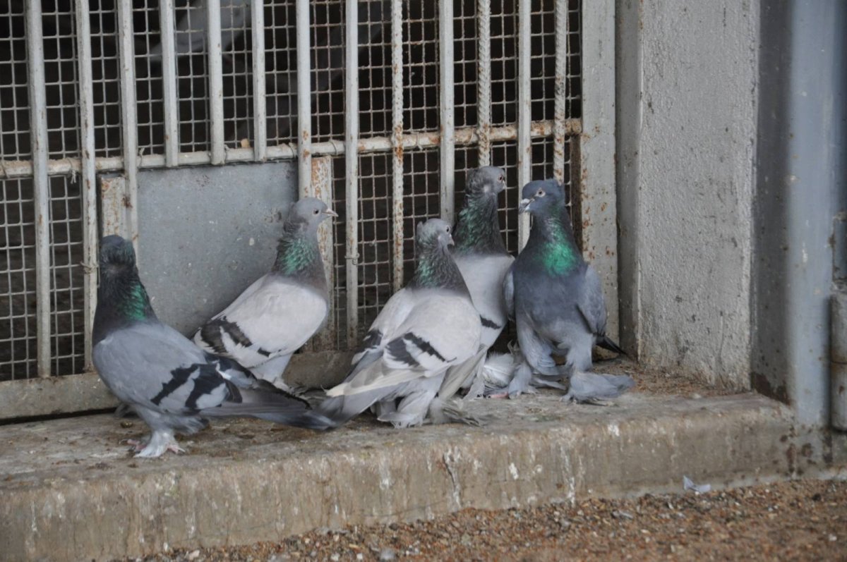 Агасиевские голуби