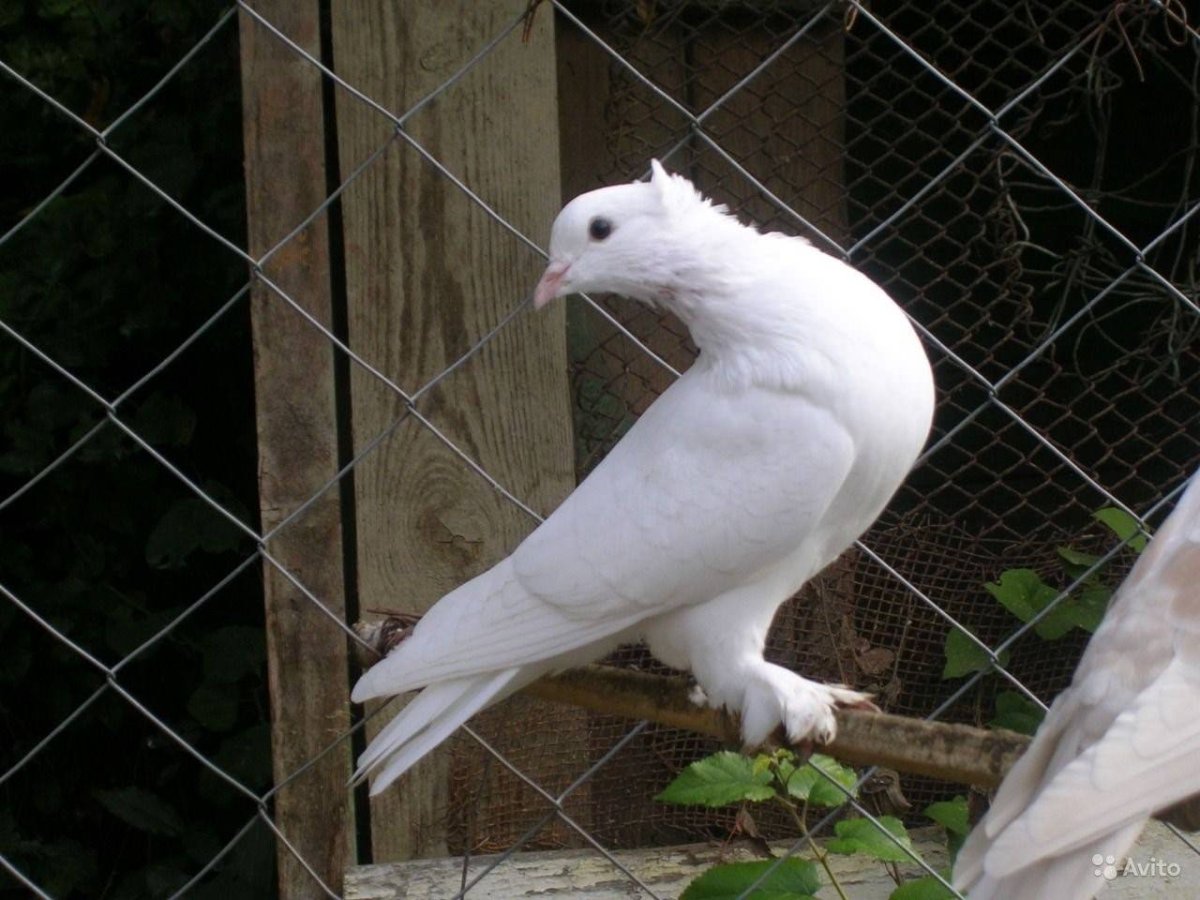 Ленинаканские белые бойные голуби