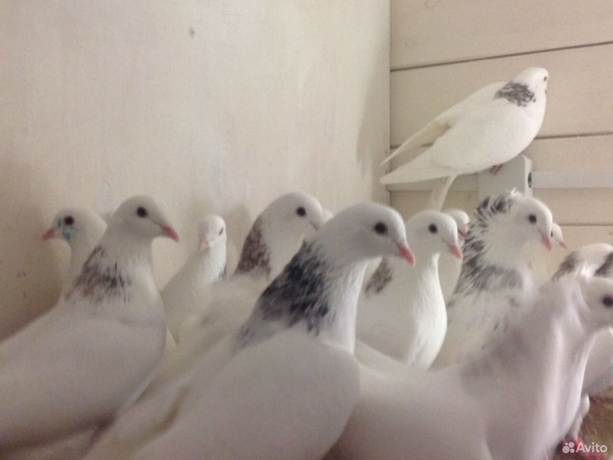 Голуби гаревизы