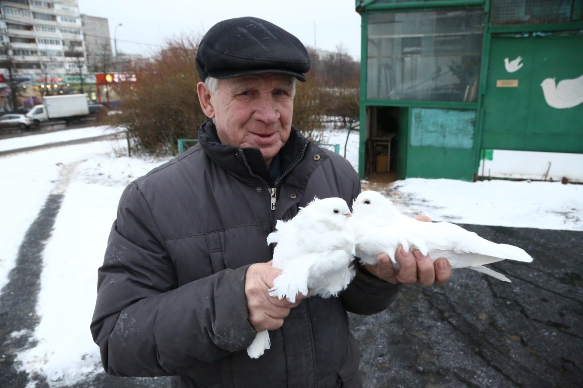 Дедушка с голубями