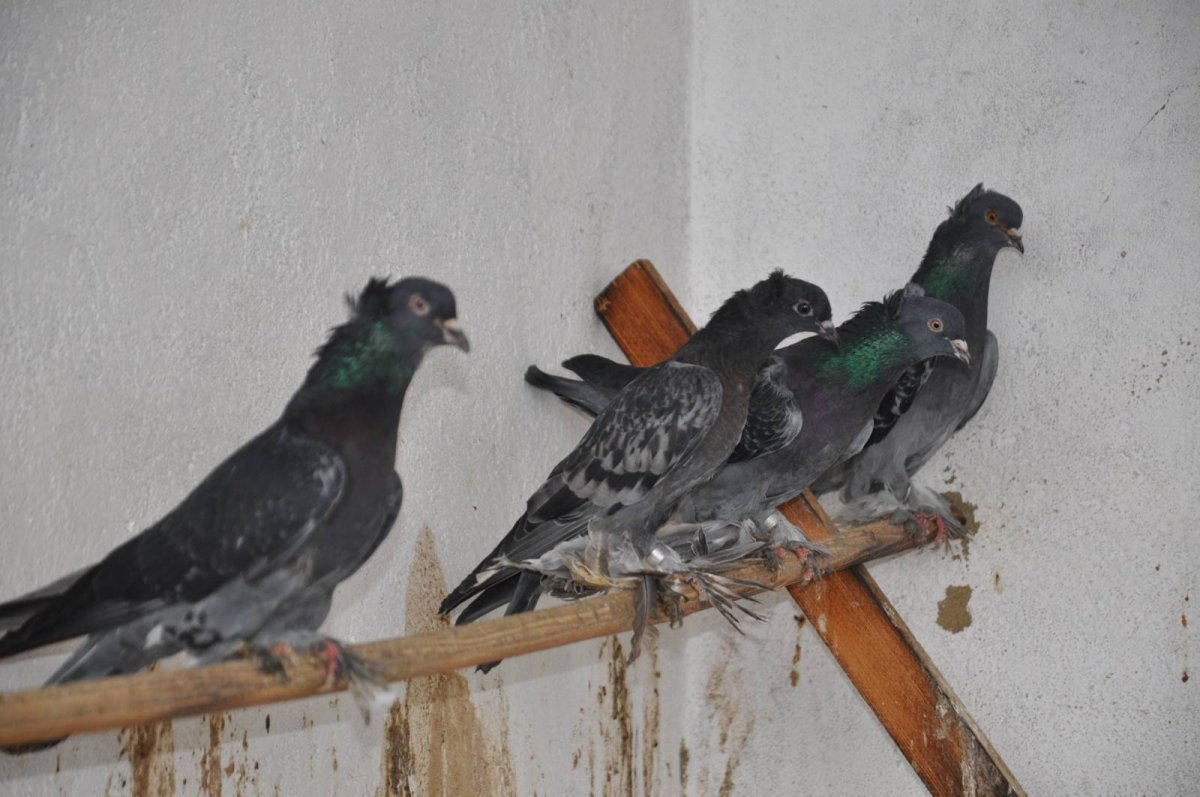 Агасиевские голуби