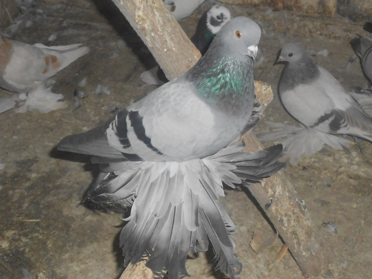 Сизые бойные голуби