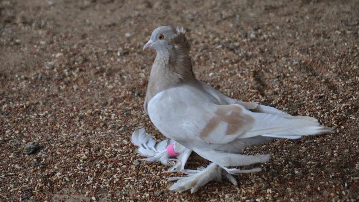 Голуби Агасиевские бойные