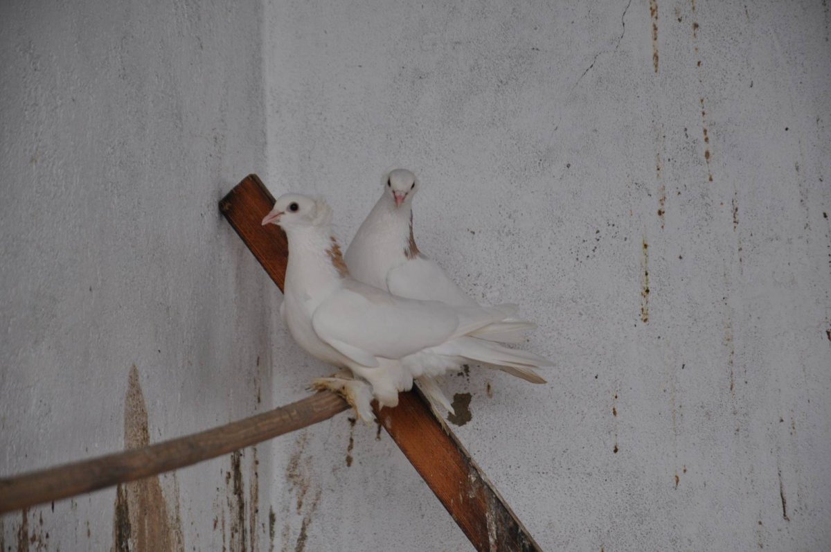 Голуби агасиевская шейка