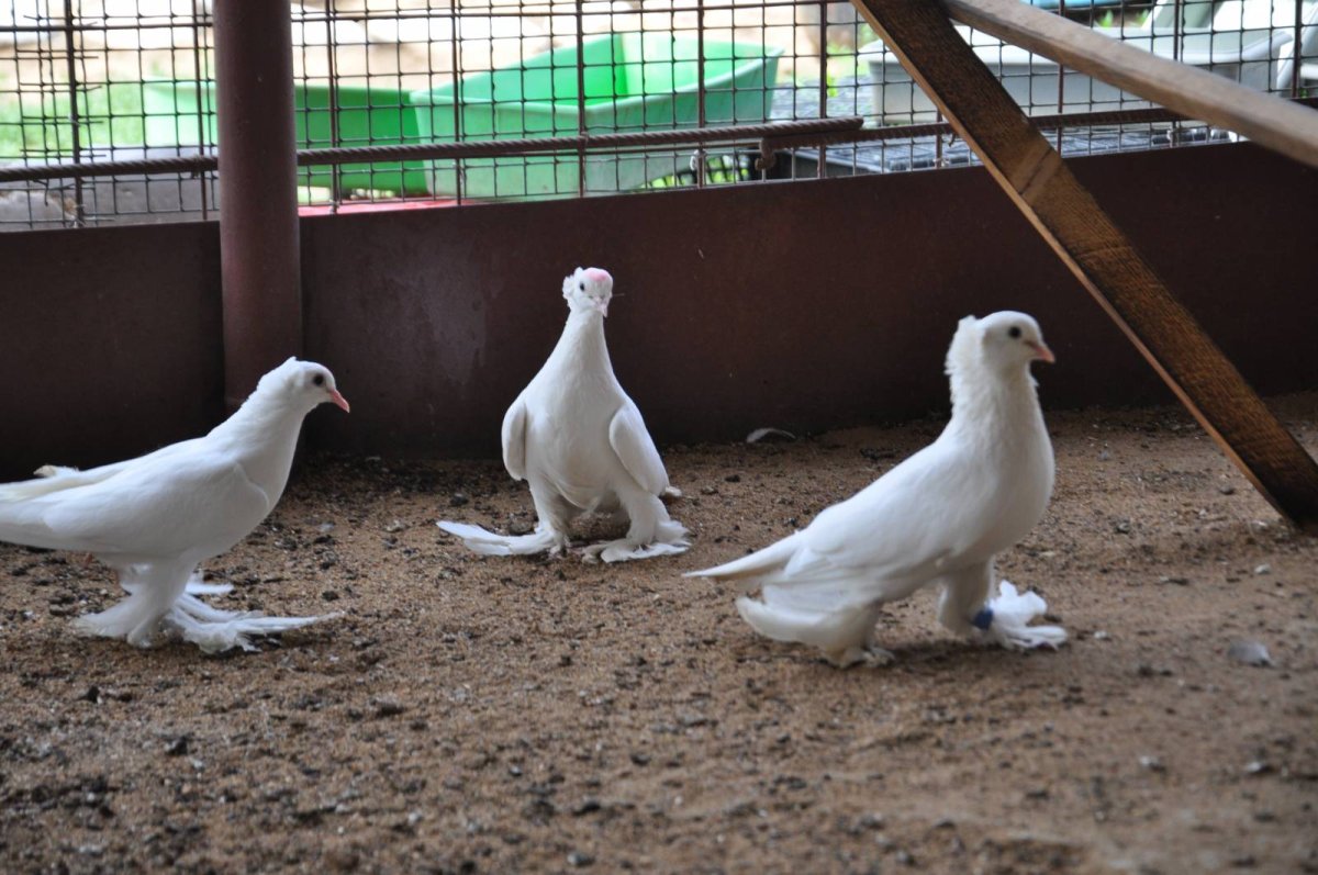 Ленинаканские белые бойные голуби