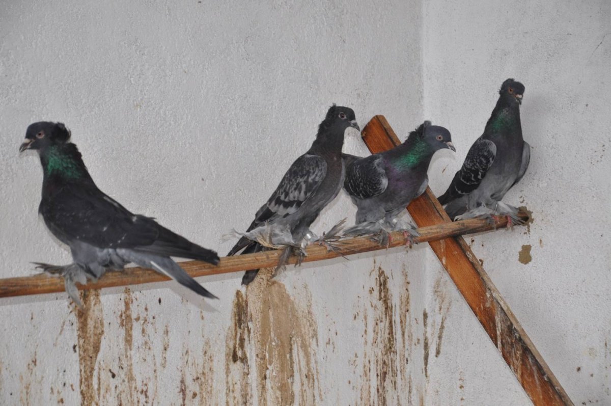 Голуби мраморные чеграши