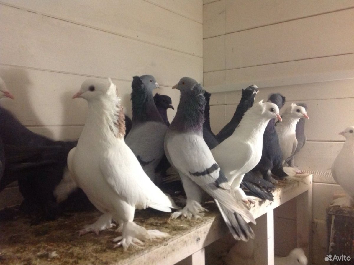 Голуби ленинаканские бойные