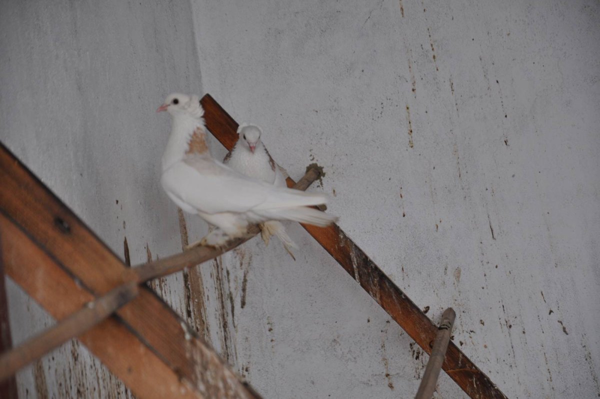 Голуби бешеного Гончара