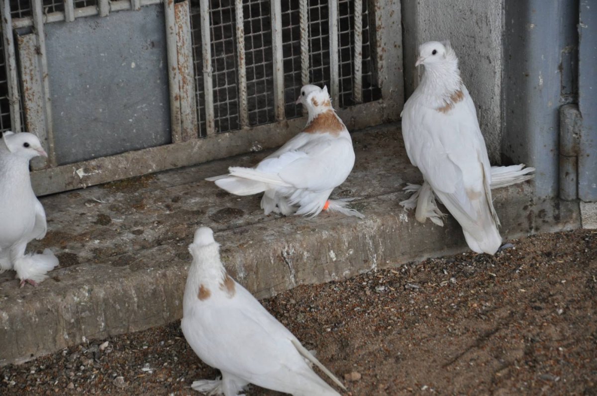Зеркальные голуби бойные