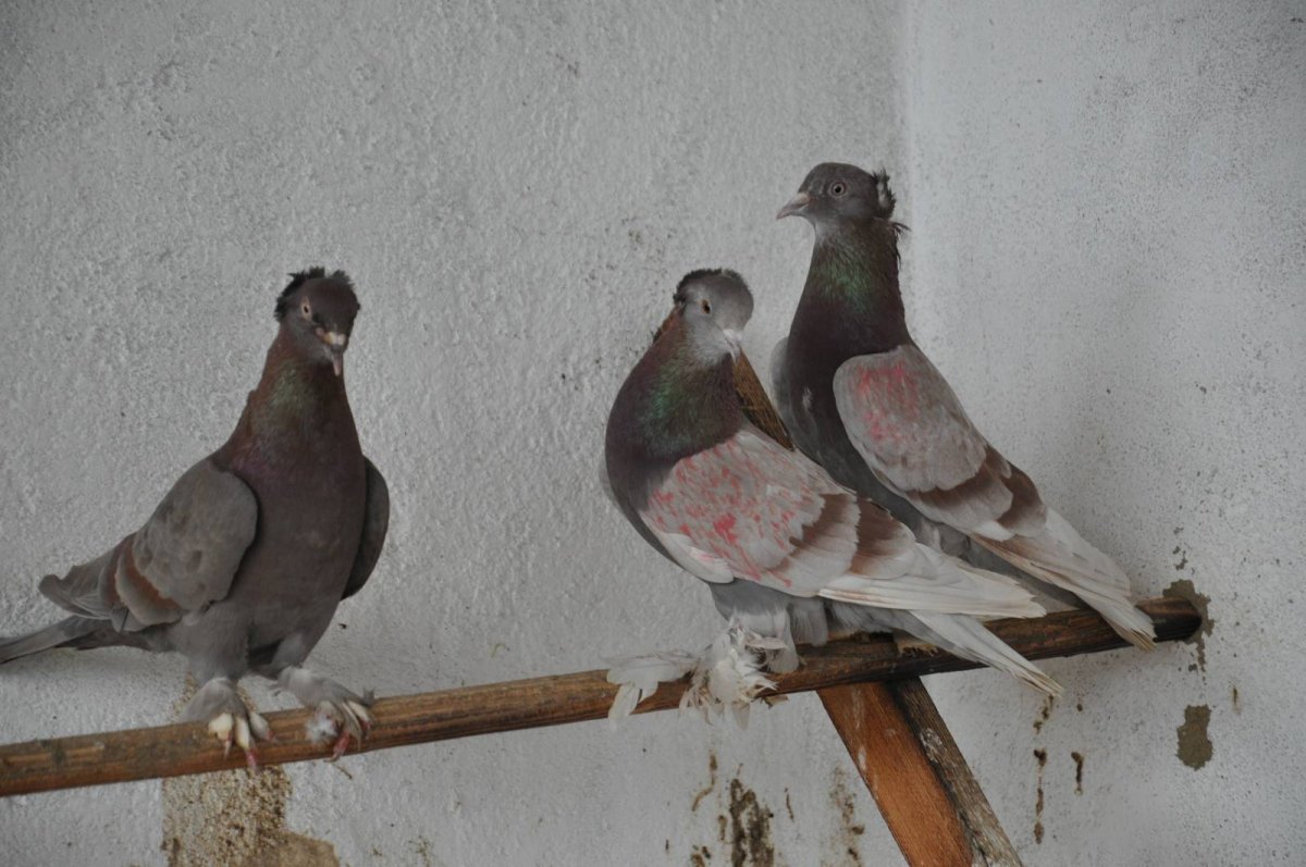 Голуби Агасиевские бойные