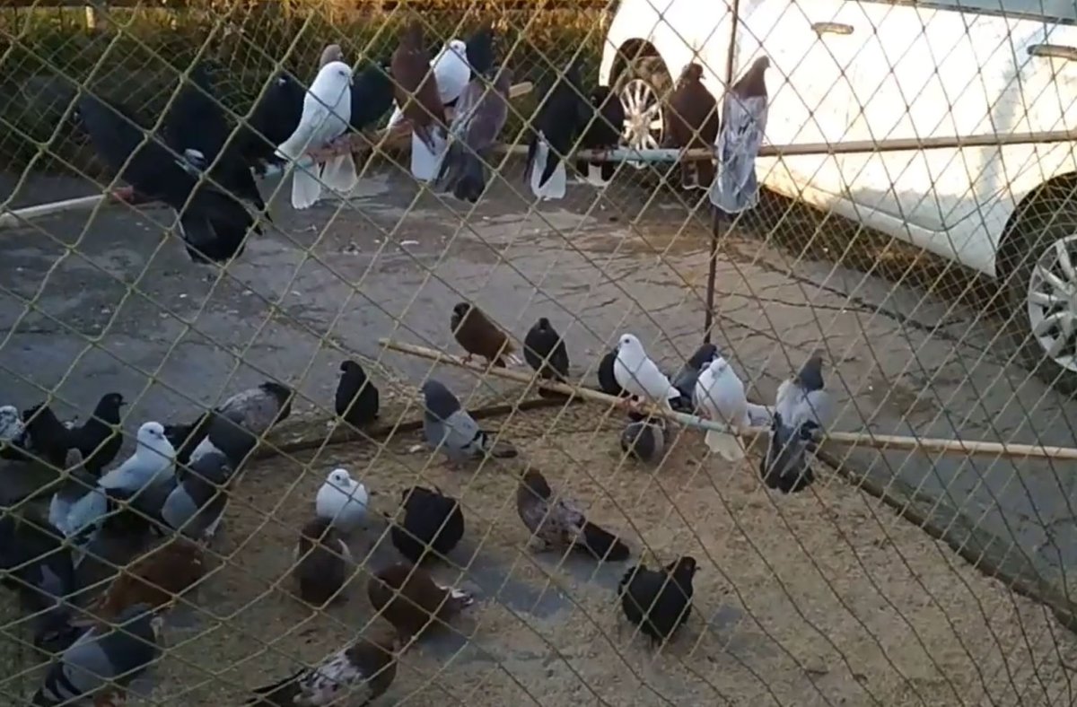 Голуби в городе